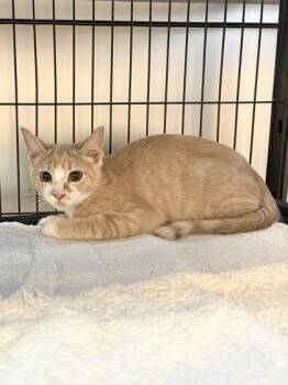 Popcorn -  Domestic Short Hair Cat for Adoption in New Orleans, Louisiana - Popcorn | PetCurious