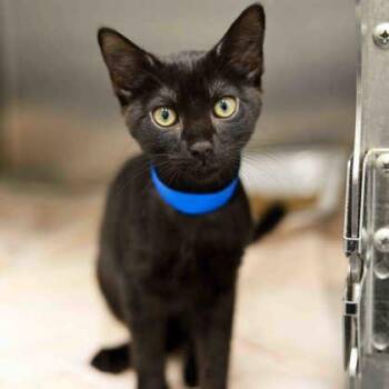 Finnick -  Domestic Short Hair Cat for Adoption in Atlanta, Georgia - Finnick | PetCurious