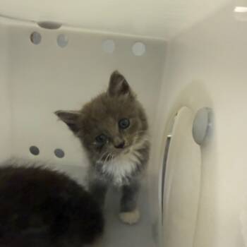 Rescue Domestic Medium Hair Cats for Adoption in Columbus, Georgia - Cinders | PetCurious