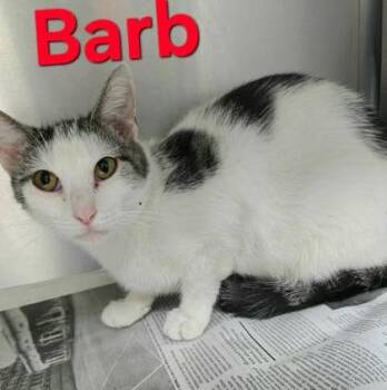 Barb -  Domestic Short Hair Cat for Adoption in Sullivan, Indiana - Barb | PetCurious