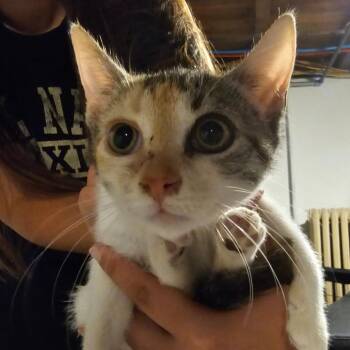 Halo -  Domestic Short Hair Cat for Adoption in Ringtown, Pennsylvania - Halo | PetCurious