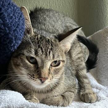 STELLA -  Domestic Short Hair Cat for Adoption in Kyle, Texas - STELLA | PetCurious