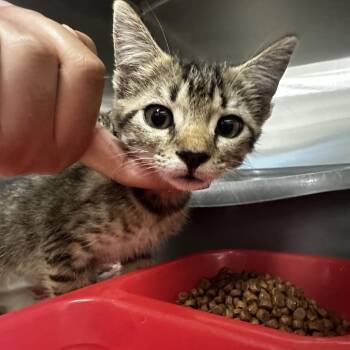 Cashmere -  Domestic Short Hair Cat for Adoption in Montgomery, Alabama - Cashmere | PetCurious