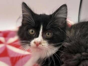 Rescue Domestic Long Hair Cats for Adoption in Portland, Oregon - Pippin | PetCurious