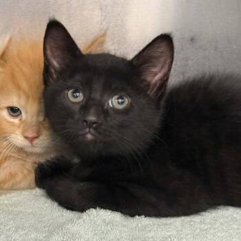 Domestic Short Hair Cats Available for Adoption in Martinsville, Virginia - Taco | PetCurious