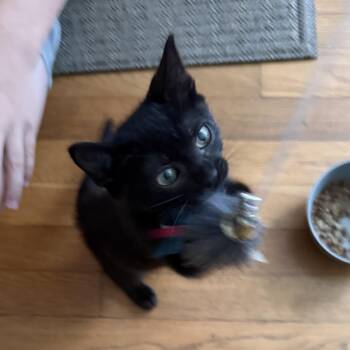 Maya -  Bombay and Siamese Cat for Adoption in Ridgefield, Connecticut - Maya | PetCurious