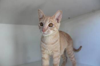 Corruption -  Domestic Short Hair and Extra Toes Cat Hemingway Polydactyl Cat for Adoption in Chestertown, Maryland - Corruption | PetCurious