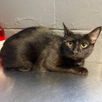 Magnolia -  Domestic Short Hair Cat for Adoption in Tuscaloosa, Alabama - Magnolia | PetCurious