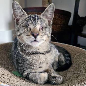 Ignos -  Domestic Short Hair Cat for Adoption in Apex, North Carolina - Ignos | PetCurious