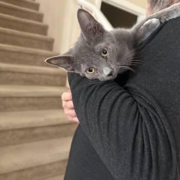 Goose -  Russian Blue Cat for Adoption in Las Vegas, Nevada - Goose | PetCurious