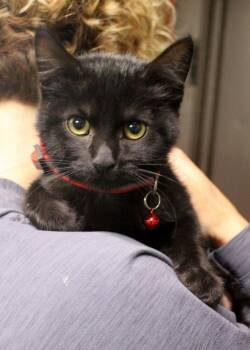 Rescue Domestic Short Hair Cats for Adoption in Broomfield, Colorado - CANDY | PetCurious