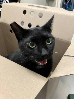 PRINCE -  Domestic Short Hair Cat for Adoption in Long Beach, California - PRINCE | PetCurious