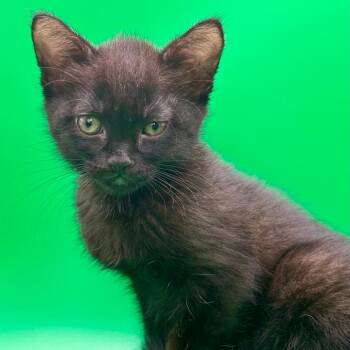 Domestic Short Hair Cats Available for Adoption in Los Angeles, California - Bazinga | PetCurious