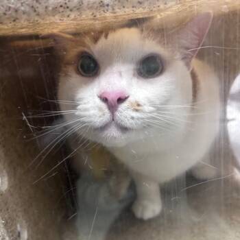 Stacey -  Domestic Short Hair Cat for Adoption in Philadelphia, Pennsylvania - Stacey | PetCurious