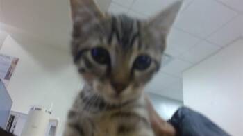 RUNWAY -  Domestic Short Hair Cat for Adoption in Doral, Florida - RUNWAY | PetCurious