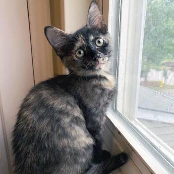 Libertas -  Domestic Short Hair Cat for Adoption in Apex, North Carolina - Libertas | PetCurious