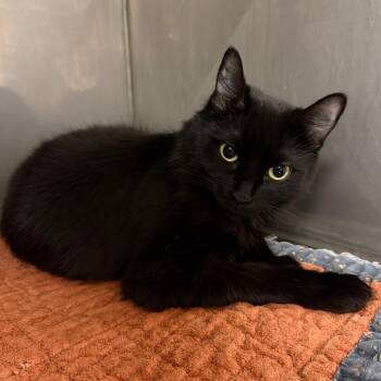 Jackie -  Domestic Medium Hair Cat for Adoption in Newberg, Oregon - Jackie | PetCurious