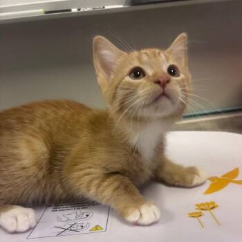Phillip -  American Shorthair Cat for Adoption in Mocksville, North Carolina - Phillip | PetCurious