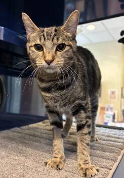 Waddle -  Domestic Short Hair Cat for Adoption in Little Elm, Texas - Waddle | PetCurious