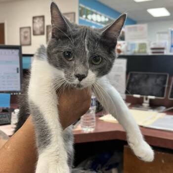 Charlie -  Domestic Short Hair Cat for Adoption in Ardmore, Oklahoma - Charlie | PetCurious