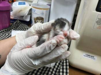 A1908332 -  Domestic Short Hair Cat for Adoption in Thousand Palms, California - A1908332 | PetCurious