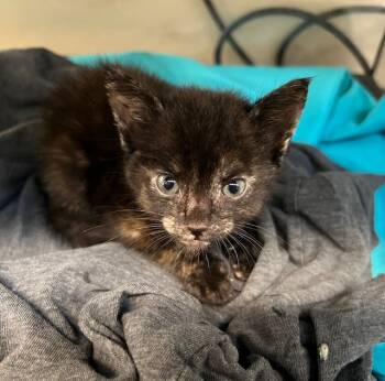 Rescue Domestic Short Hair Cats for Adoption in Baytown, Texas - ZOEY | PetCurious