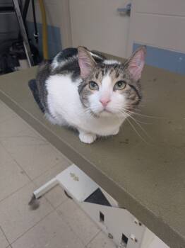 Rescue Tabby Cats for Adoption in San Antonio, Texas - Hades | PetCurious