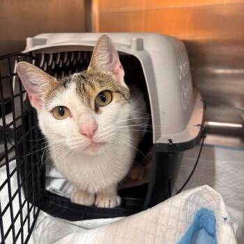 Fettuccine -  Domestic Short Hair Cat for Adoption in Salt Lake City, Utah - Fettuccine | PetCurious