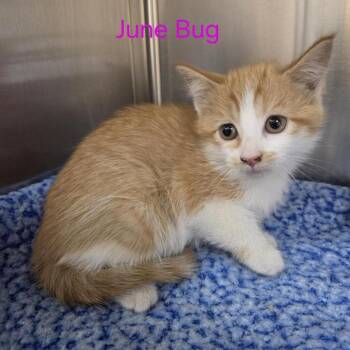 June Bug -  Domestic Short Hair Cat for Adoption in Windsor, Virginia - June Bug | PetCurious