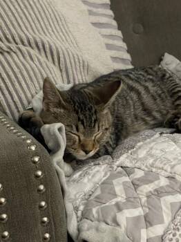 Bandit -  Domestic Short Hair Cat for Adoption in Lincoln Park, Michigan - Bandit | PetCurious