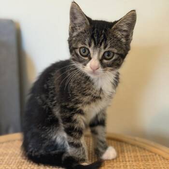 General Munchkin -  Domestic Short Hair Cat for Adoption in Bentonville, Arkansas - General Munchkin | PetCurious