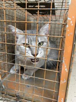 CHESTER -  Domestic Medium Hair and Domestic Short Hair Cat for Adoption in Oklahoma City, Oklahoma - CHESTER | PetCurious