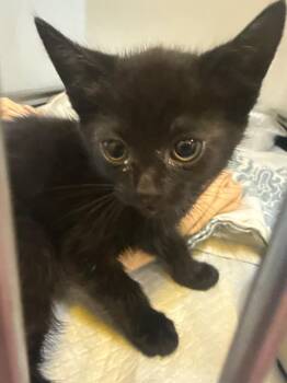 Deliah -  Domestic Short Hair Cat Available for Adoption in Douglasville, Georgia - Deliah | PetCurious