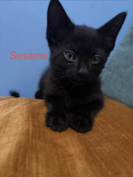 Sesame -  Domestic Short Hair and Bombay Cat for Adoption in New York, New York - Sesame | PetCurious