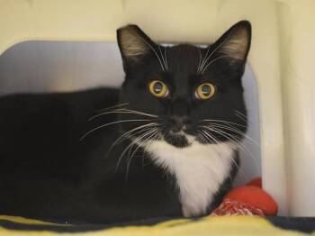 Tommy -  Domestic Short Hair Cat for Adoption in Portland, Oregon - Tommy | PetCurious
