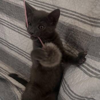 Diesel -  Domestic Short Hair Cat for Adoption in Los Angeles, California - Diesel | PetCurious