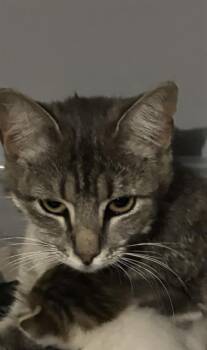 ZOE -  Domestic Short Hair Cat for Adoption in San Antonio, Texas - ZOE | PetCurious