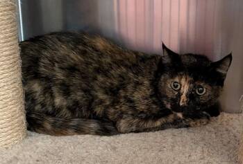 Lena -  Domestic Short Hair Cat for Adoption in Tucson, Arizona - Lena | PetCurious