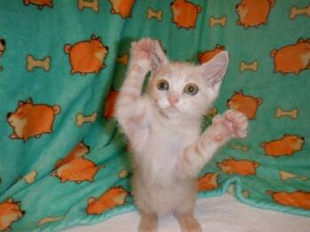 CATFISH -  Domestic Short Hair Cat for Adoption in San Jose, California - CATFISH | PetCurious