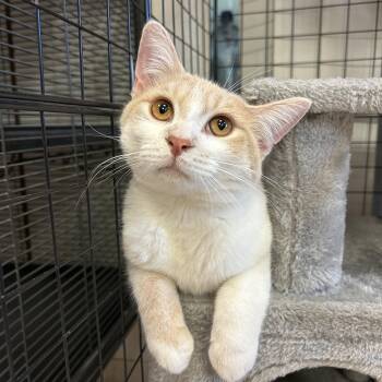 Umbrella -  Domestic Short Hair Cat Available for Adoption - Umbrella | PetCurious