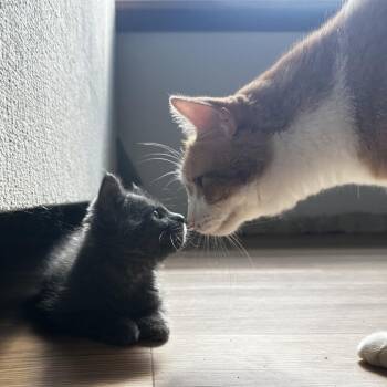 Cece -  Domestic Short Hair Cat for Adoption in West Allis, Wisconsin - Cece | PetCurious