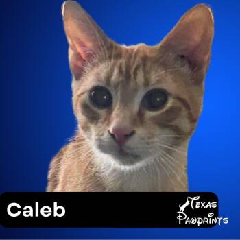 Rescue Domestic Short Hair Cats for Adoption in Dallas, Texas - Caleb | PetCurious