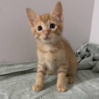 Waffle -  Domestic Short Hair Cat for Adoption in Cumming, Georgia - Waffle | PetCurious