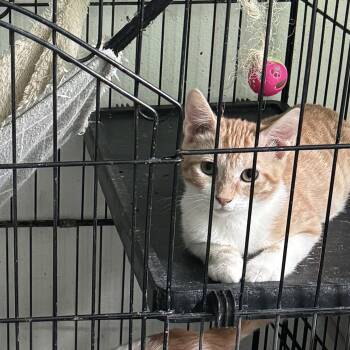 Rescue Domestic Short Hair Cats for Adoption in San Juan, San Juan - Morgan | PetCurious