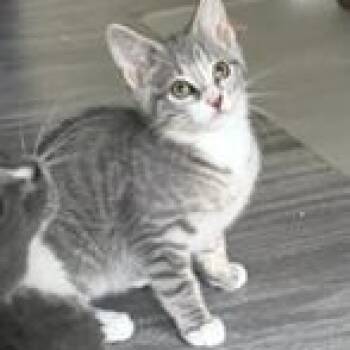 Domestic Short Hair Cats Available for Adoption in Richmond, Virginia - Guthrie | PetCurious