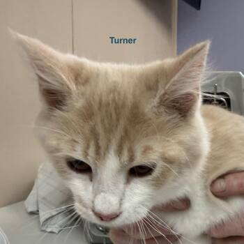 Turner -  Domestic Short Hair Cat for Adoption in Lakewood, Colorado - Turner | PetCurious