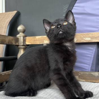 Rescue American Shorthair Cats for Adoption in Park Row, Texas - Hypnus | PetCurious