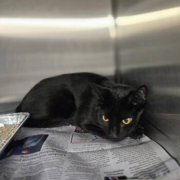 Tobi -  Domestic Short Hair Cat for Adoption in Pauls Valley, Oklahoma - Tobi | PetCurious