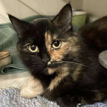 Domestic Short Hair Cats Available for Adoption in Grand Rapids, Minnesota - Tiramisu | PetCurious
