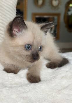 Cyrus + Clyde -  Siamese Cat for Adoption in Tulsa, Oklahoma - Cyrus + Clyde | PetCurious